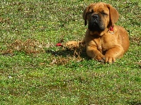 Étalon Dogue de Bordeaux - CH. Bayron Des Gardiens De La Plaine