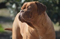 Étalon Dogue de Bordeaux - Molly Of Rhodes's Family