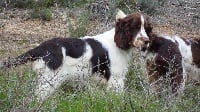 Étalon English Springer Spaniel - Owen-belle du bois de Cordat