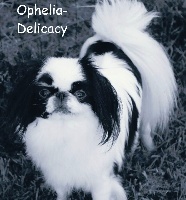 Étalon Epagneul Japonais - Ophélia-delicacy golden army