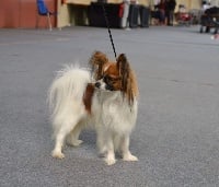 Étalon Epagneul nain Continental (Papillon) - Népal du Pre Mely de Laureden