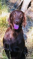 Étalon Flat Coated Retriever - Noisette du haut de la Girauderie