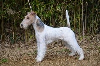 Étalon Fox Terrier Poil Dur - One-touch des Astucieux de Kerlabour