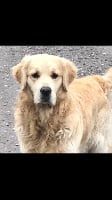 Étalon Golden Retriever - Noa perle cacharel du haut de la Girauderie