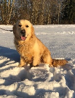 Étalon Golden Retriever - Never say never of Black And Sand