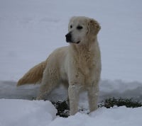 Étalon Golden Retriever - Nina ricci du Clos Lucy