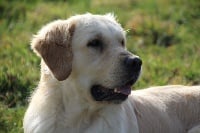 Étalon Golden Retriever - Lord lyago Du mazage de mascayenne