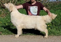 Étalon Golden Retriever - Nan mais a l eau quoi des jardins d epona