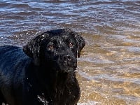 Étalon Labrador Retriever - Harley De sandie landes