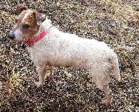 Étalon Parson Russell Terrier - Hardie (Sans Affixe)