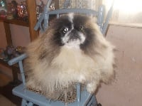 Étalon Pekinois - Léopoldine du jardin de vatsana