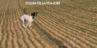 Étalon Pointer - Mozza de landa gori