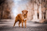 Étalon Retriever de la Nouvelle-Ecosse - Oak island Du val des granges