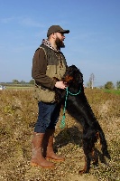 Étalon Setter Gordon - Mélusine du Vignoble d'Anjou