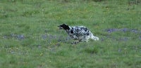 Étalon Setter Anglais - Leffe de la patte galine