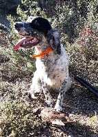 Étalon Setter Anglais - Mahée Du Massif De L' Etoile