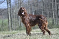 Étalon Setter irlandais rouge - Nanouck du Domaine de Criska