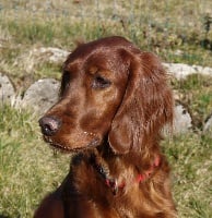 Étalon Setter irlandais rouge - MaÏwen Du Jardin D'amour