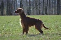 Étalon Setter irlandais rouge - Ness Des seraphins rouges