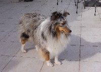 Étalon Shetland Sheepdog - Ousha Des Monts D'Alavardi