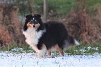 Étalon Shetland Sheepdog - Nouméa Des Louves Du Houtland