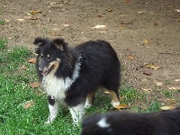 Étalon Shetland Sheepdog - Macha du Domaine Du Chigny