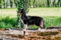 Étalon Shetland Sheepdog - Faeries Tree Oroïa dark pixie