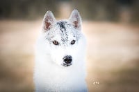 Étalon Siberian Husky - New star of Nordic Forest