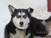 Étalon Siberian Husky - Méga de Septimanie