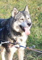 Étalon Siberian Husky - zausel's Wrangler laredo dit wroum-wroum