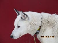 Étalon Siberian Husky - Ira-loin Des farouches legendes