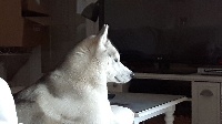 Étalon Siberian Husky - Other ice queen avalanche og Island Snaëgerdi