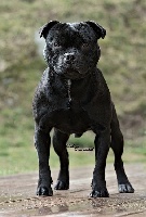 Étalon Staffordshire Bull Terrier - CH. skilful dogs Pablo