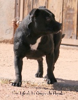 Étalon Staffordshire Bull Terrier - Love life De la crique du Flojule