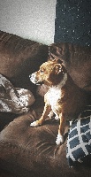 Étalon Staffordshire Bull Terrier - Nova (Sans Affixe)