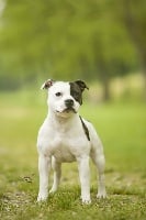 CH. firecross Amusing sunrise