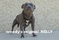 Étalon Staffordshire Bull Terrier - Woody's Original Nelly