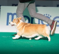 Étalon Welsh Corgi Pembroke - mistycor Deep in love with liberty