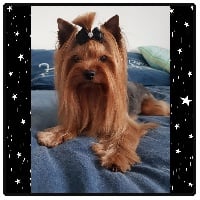 Étalon Yorkshire Terrier - Impression de mon coeur Des Anges De Lumiére