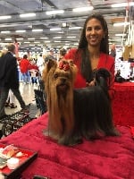 Étalon Yorkshire Terrier - Lord du Gué de l'Adour