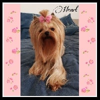 Étalon Yorkshire Terrier - Heart-secret du Diamant d'Or