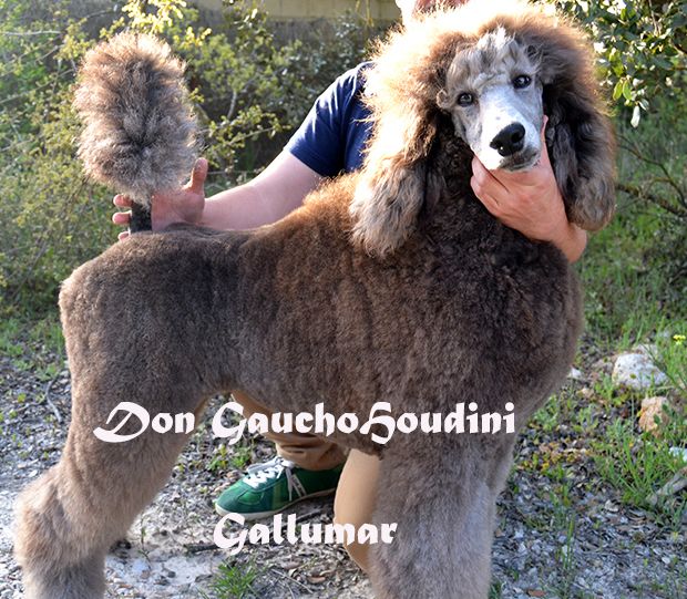 Publication : de gallumar Auteur : Rosa del Mar Gallú