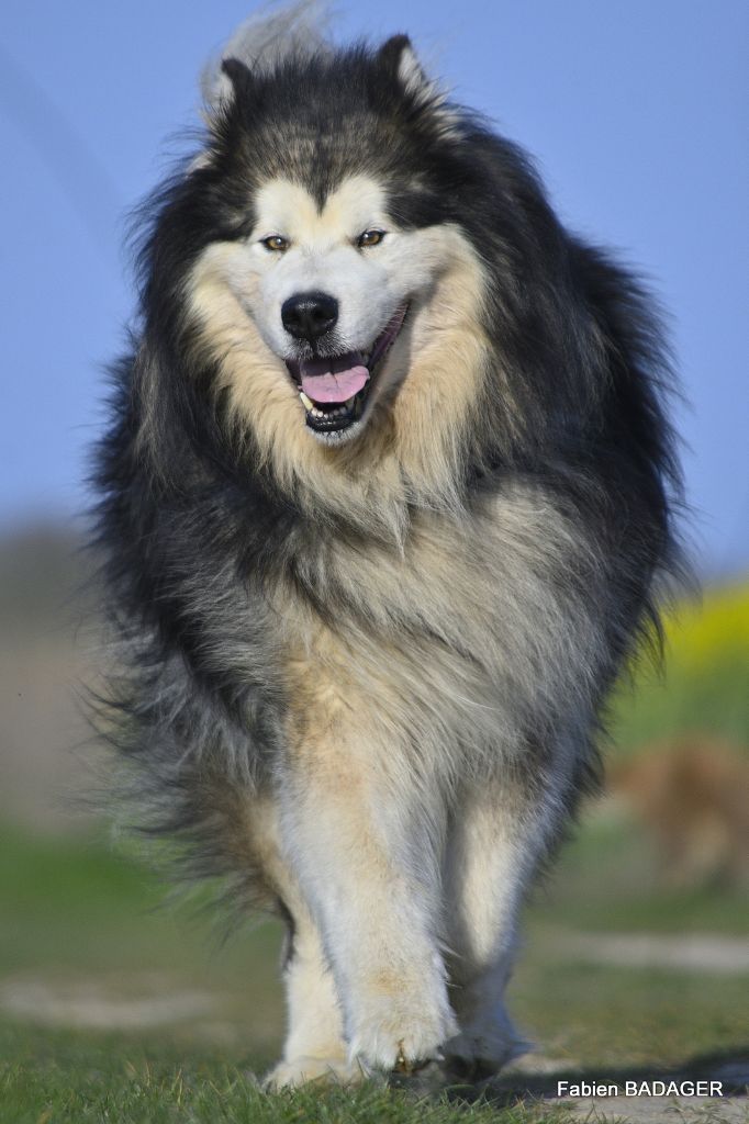 Publication : Des Portes Royales D'amboise Auteur : Fabien BADAGER