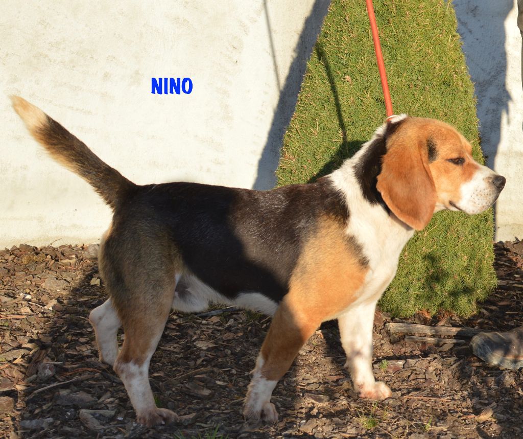 Nino (Sans Affixe)