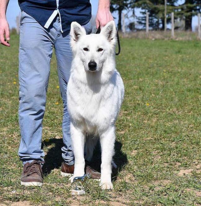 Publication : Of Small White Paws 