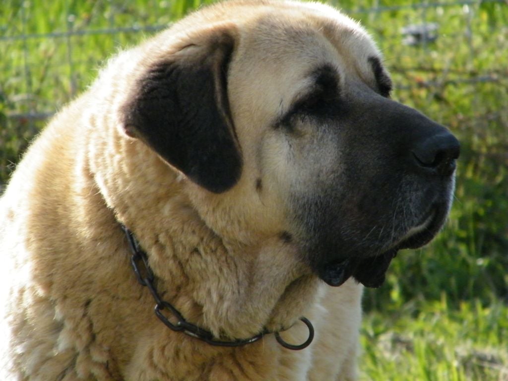 Ferdinand kangal du Bonnie Blue Flag