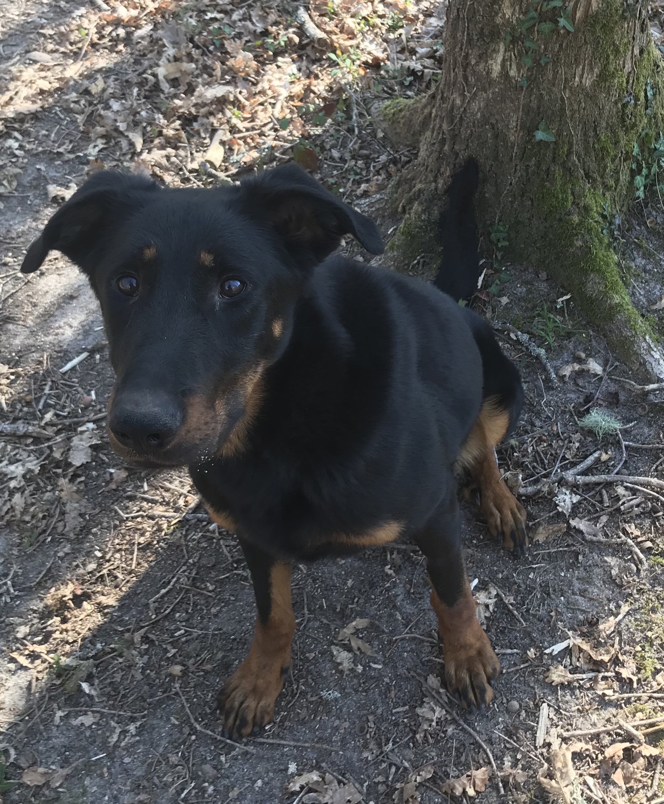 Nysia des Liens du Feu