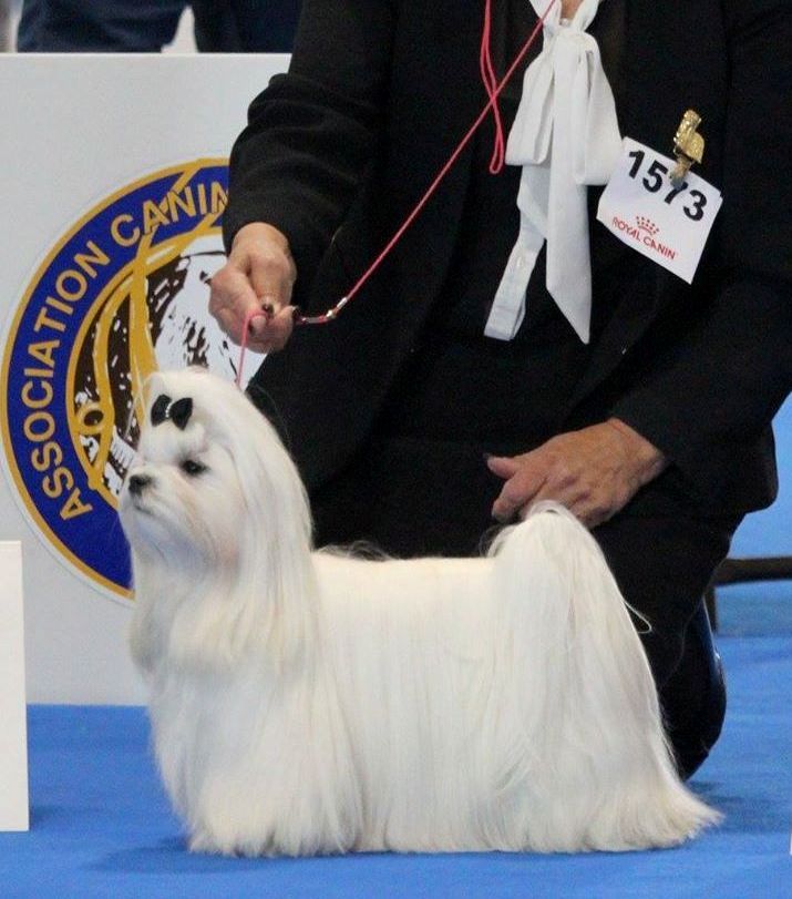 CH. Notre belle demoiselle de L'Adoree Peneloppe