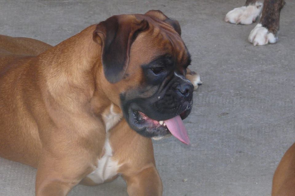 Nessy Des Gardiens De Chami