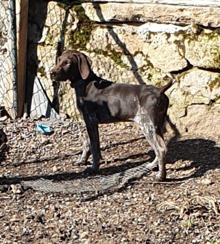 Publication : des Vaillants d'Oslark Auteur : goura veronique